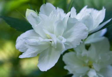 Beyaz çiçekler. Çiçek açan, arka plan beyaz çiçekler.