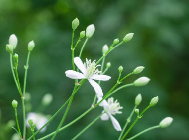 Beyaz çiçekler. Çiçek açan, arka plan beyaz çiçekler.