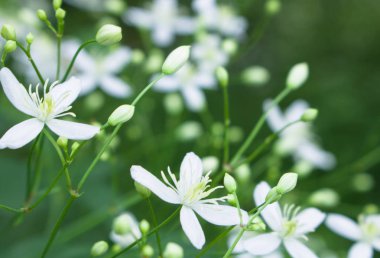 Beyaz çiçekler. Çiçek açan, arka plan beyaz çiçekler.