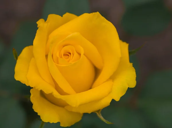 Flor Rosa Amarilla Primer Plano Jardín — Foto de Stock