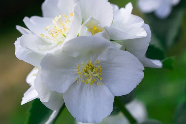 Beyaz Çiçekler Çiçek Açan Arka Plan Beyaz Çiçekler — Stok fotoğraf