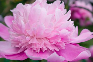 Bahçeye yakın pembe şakayık çiçeği.