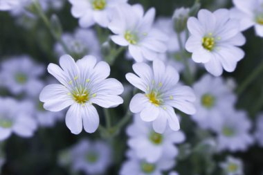 Çiçek açan, arka plan beyaz çiçekler.