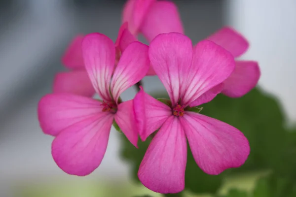 盛开的粉红色花朵的背景 — 图库照片