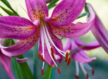 Mor lily çiçek yakın çekim bahçede