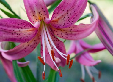 Mor lily çiçek yakın çekim bahçede