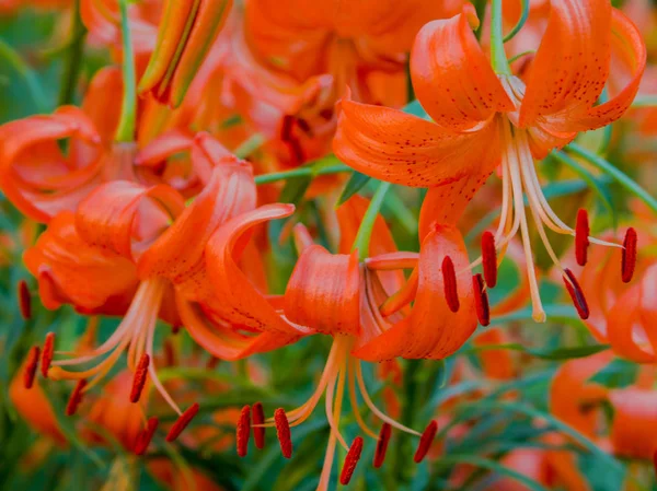 Flores Lirio Naranja Cerca Jardín —  Fotos de Stock