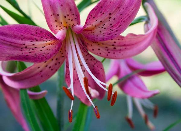 Mor lily çiçek yakın çekim bahçede