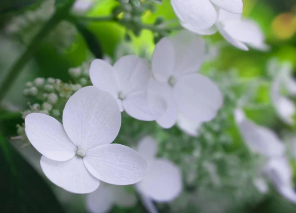 Háttér Virágzó Fehér Virágok — Stock Fotó