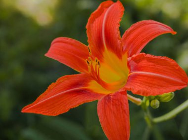 Turuncu lily çiçek yakın çekim bahçede