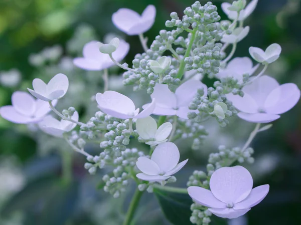 Háttér Virágzó Fehér Virágok — Stock Fotó