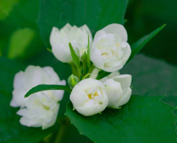 Složení Bílé Pupeny Květů Listů Detail Zahradě — Stock fotografie