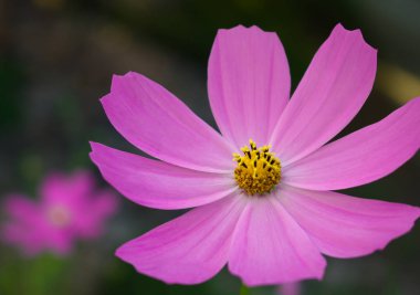 Mor çiçek yakın çekim bahçede