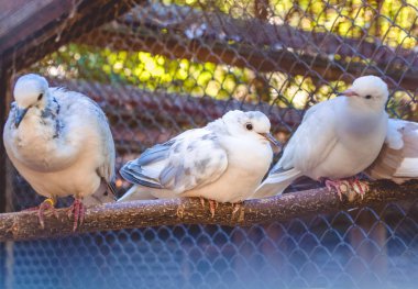 bir kafeste beyaz güvercinler