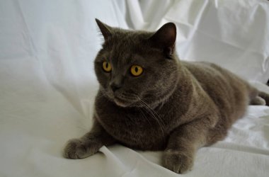 Gri İngiliz yalan kedi