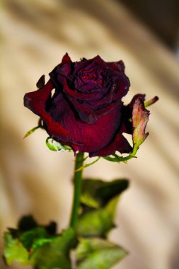 Yalnız kırmızı kurutulmuş gül