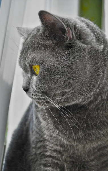 Cinza Britânico Gato Solitário — Fotografia de Stock