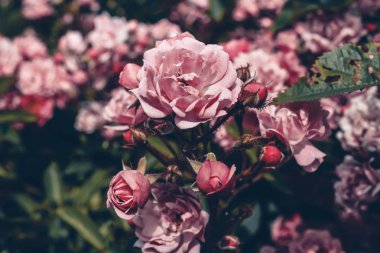 Bir Bush küçük pembe gül