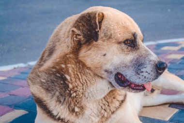 Köpek çok renkli gözlü