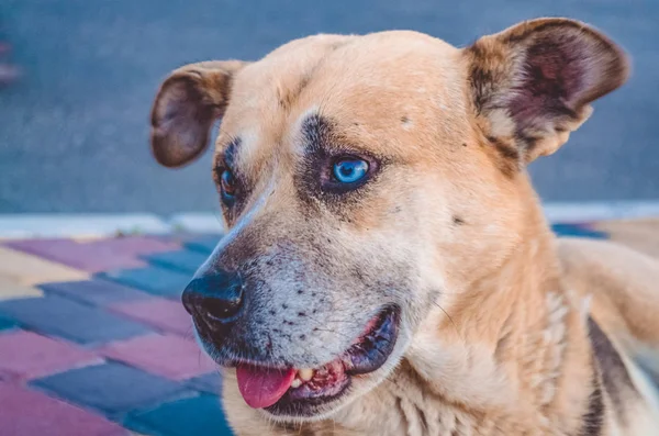 Собака Разноцветными Глазами — стоковое фото