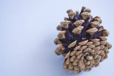 Pinecones tek sesli mavi arka plan üzerinde