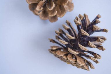 Pinecones tek sesli mavi arka plan üzerinde