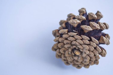 Pinecones tek sesli mavi arka plan üzerinde