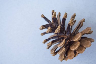 Pinecones tek sesli mavi arka plan üzerinde