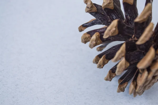 Pinecones Fundo Azul Monofônico — Fotografia de Stock