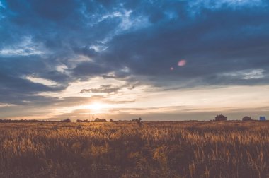 Spikelets gün batımında alanıyla