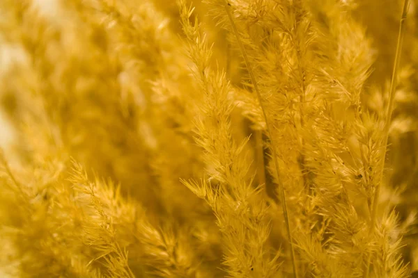 黄金の穂の — ストック写真