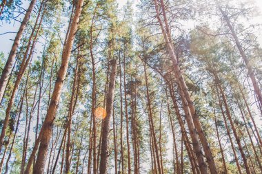 Çam ormanı. Vahşi doğa. Yaz orman.