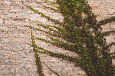 Sarmaşık taş duvarın üzerinden
