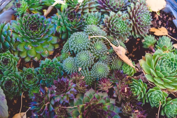 Suculentas Numa Panela Flores Para Jardim Cactus — Fotografia de Stock