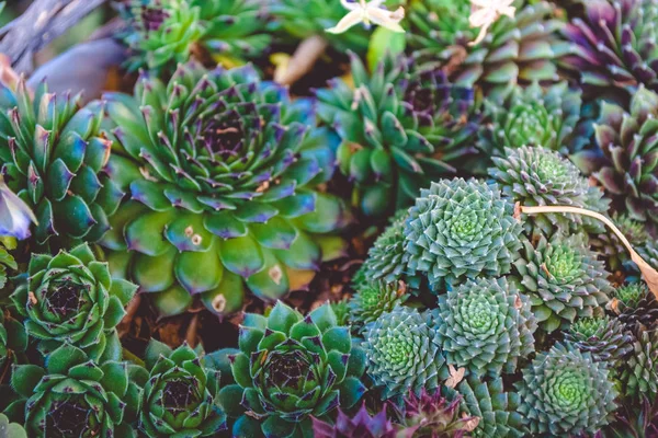 Suculentas Numa Panela Flores Para Jardim Cactus — Fotografia de Stock