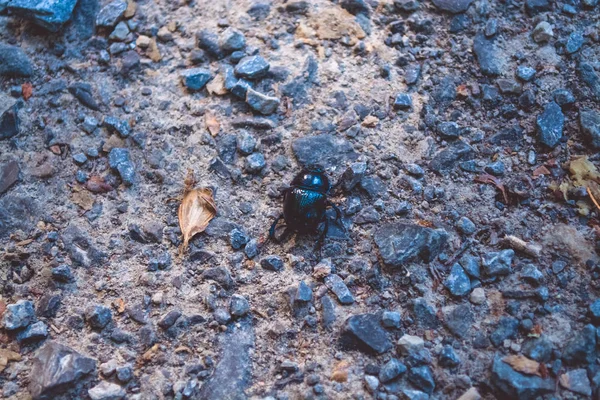 Black beetle among the stones