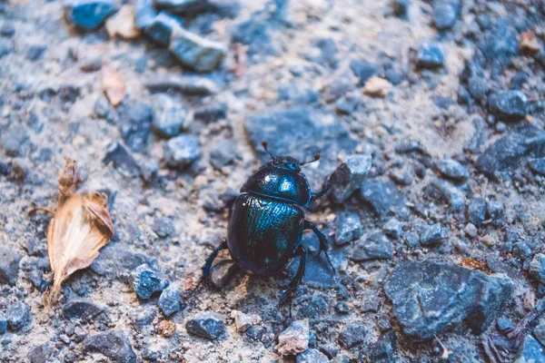 Black beetle among the stones