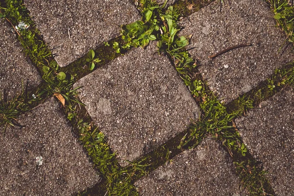 Textur Und Hintergrund Pflasterplatten Mit Gras — Stockfoto