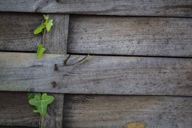 Arka plan ve doku. Damarlı ahşap. Yosun ve yeşillik.