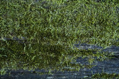 Arka plan ve doku. Damarlı ahşap. Yosun ve yeşillik.