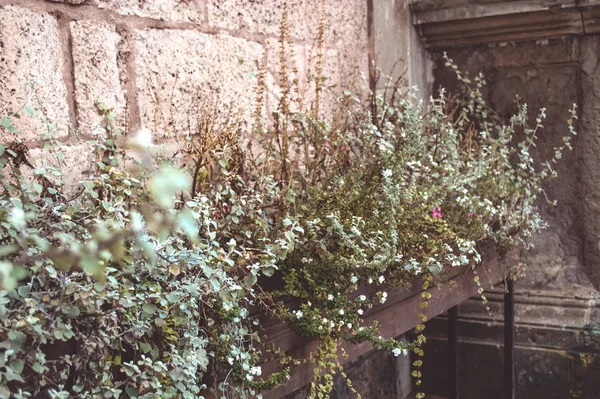 Schöne Blumen Von Vilnius Wand Aus Schlackenblöcken Auf Einem Hintergrund — Stockfoto