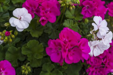 Koyu kırmızı ve beyaz renklerle yatak. Şehirde çiçek açması sonbahar.