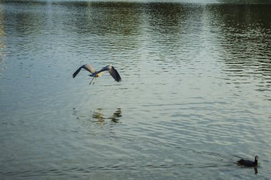 Parkta bir yabani kuş uçuş.