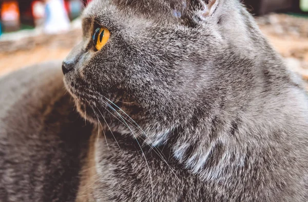 Gato de cabelos curtos cinza britânico. Raça, cor cinza. Olhos amarelos . — Fotografia de Stock
