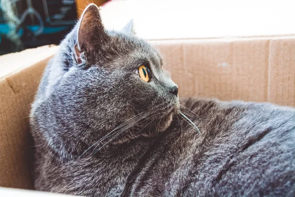 Gato de cabelos curtos cinza britânico. Raça, cor cinza. Olhos amarelos . — Fotografia de Stock