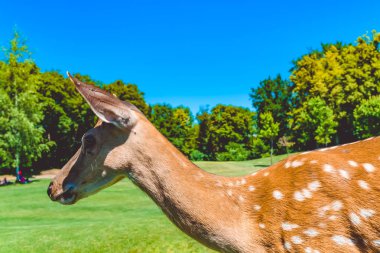 Bir geyik yavrusu bir çim yakın göl ve köpekler yürür. Yaz, Ukrayna.