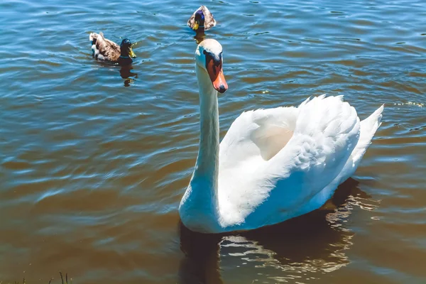 Білий лебеді, у ставку на літній сад України. — стокове фото