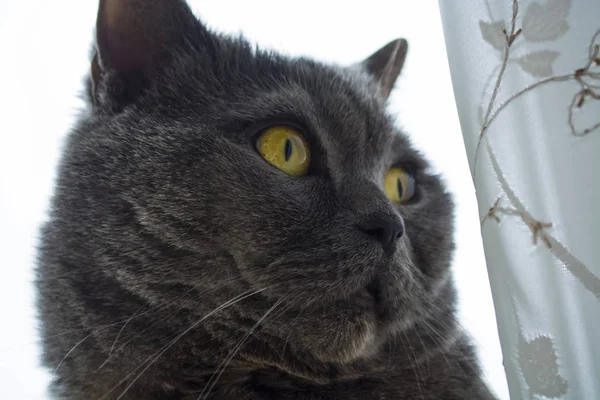 Gato britânico de cabelos curtos cinza puro e adulto com olhos amarelos. Gatinho encantador . — Fotografia de Stock