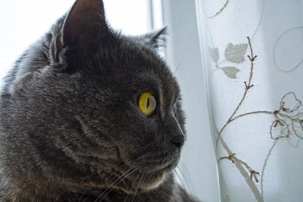 Gato britânico de cabelos curtos cinza puro e adulto com olhos amarelos. Gatinho encantador . — Fotografia de Stock