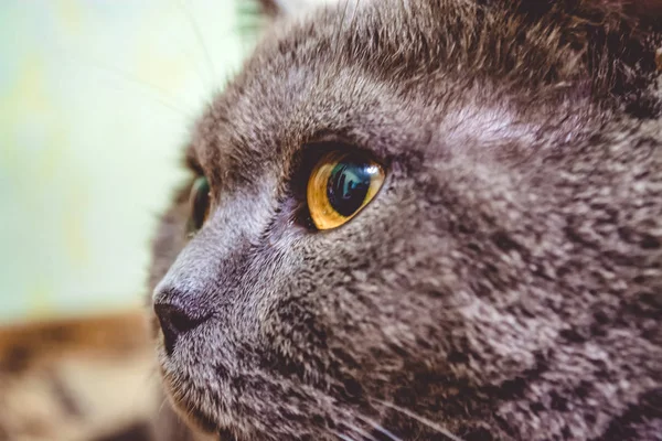 Gato britânico de cabelos curtos cinza puro e adulto com olhos amarelos. Gatinho encantador . — Fotografia de Stock